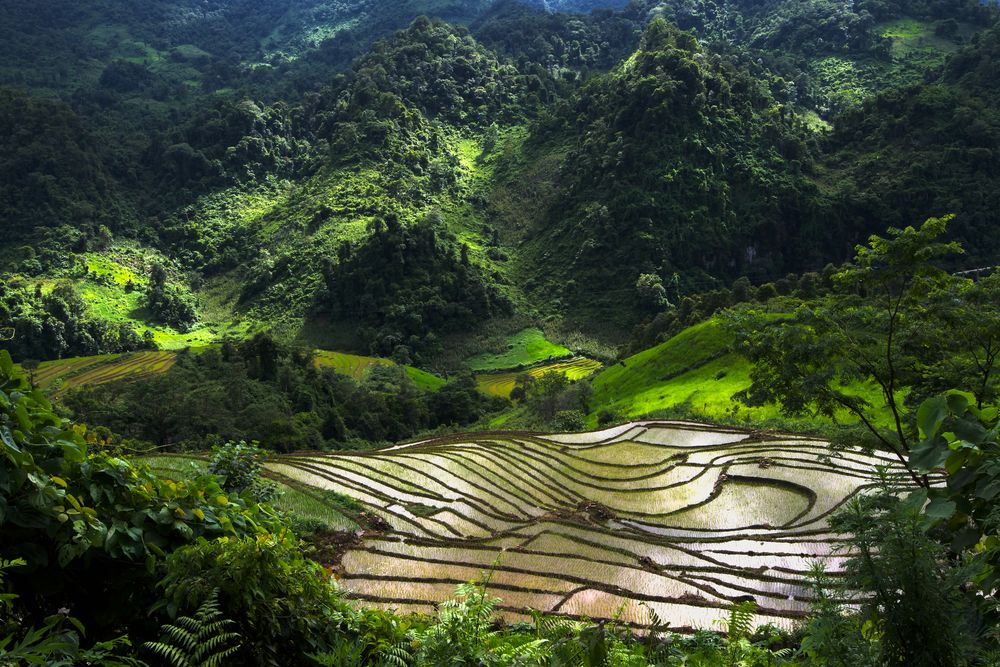 Reisterrasse in den Bergen von Nordvietnam bei Sapa