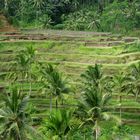 Reisterrassen auf Bali