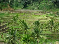 Reisterrassen auf Bali