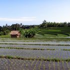 Reisterrassen auf Bali