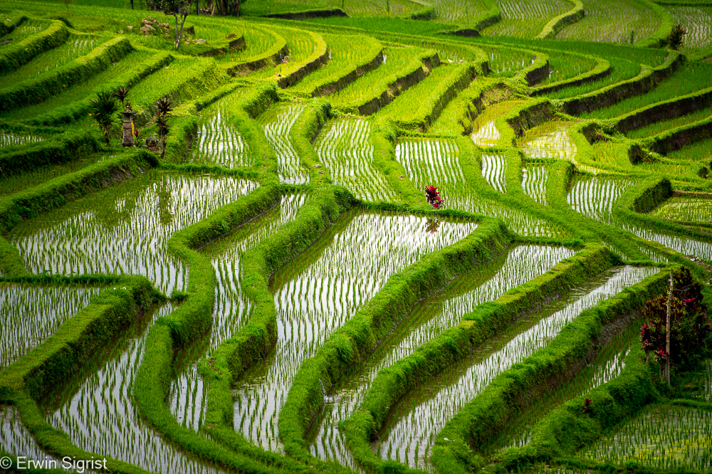 Reisterrassen auf Bali (Indonesien)