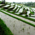 Reisterrassen auf Bali, Indonesien