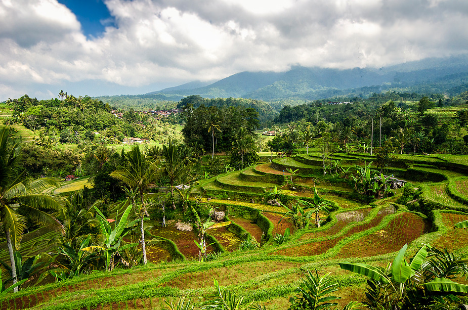 Reisterrassen auf Bali (Jatiluwih)