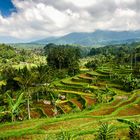 Reisterrassen auf Bali (Jatiluwih)