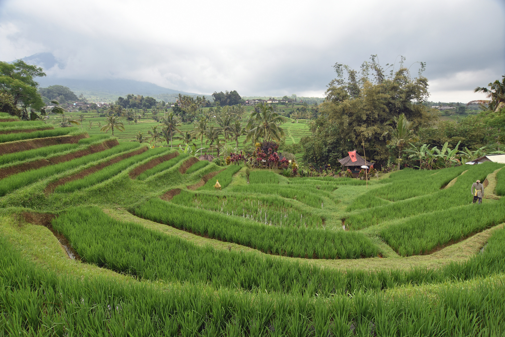 Reisterrassen (Bali)