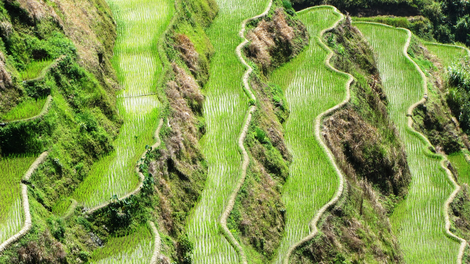 Reisterrassen bei Banaue