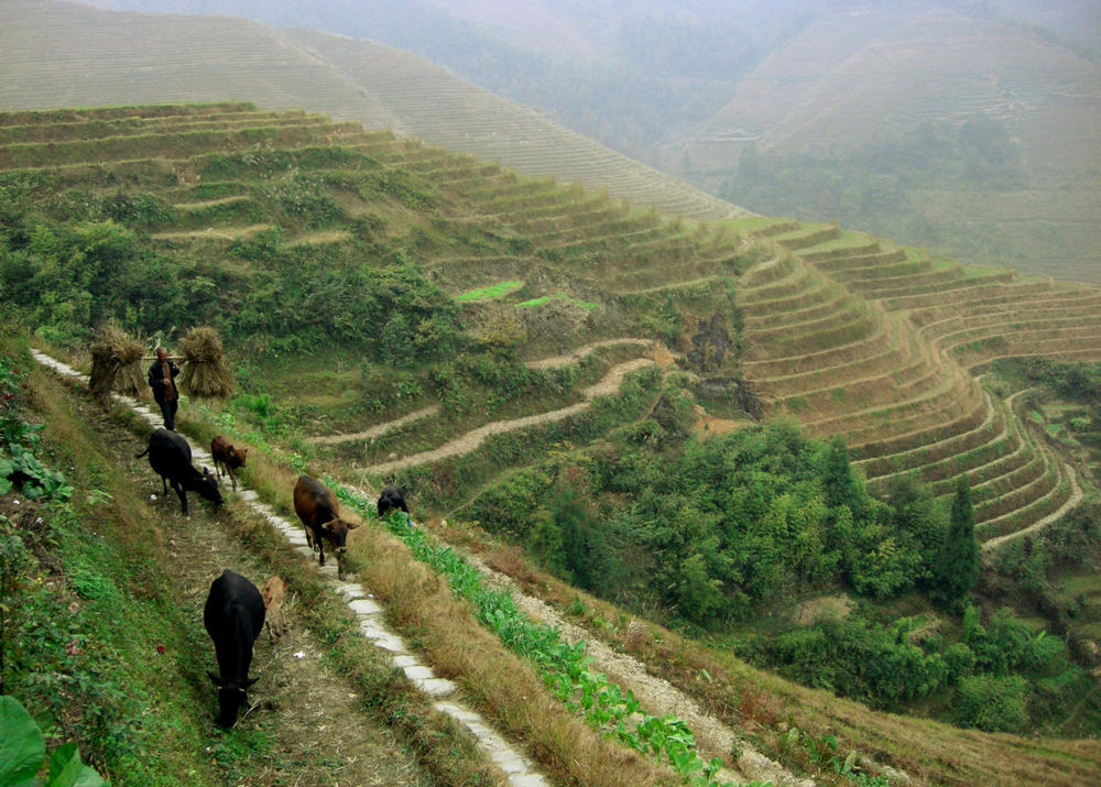 Reisterrassen bei Longsheng Bild 5