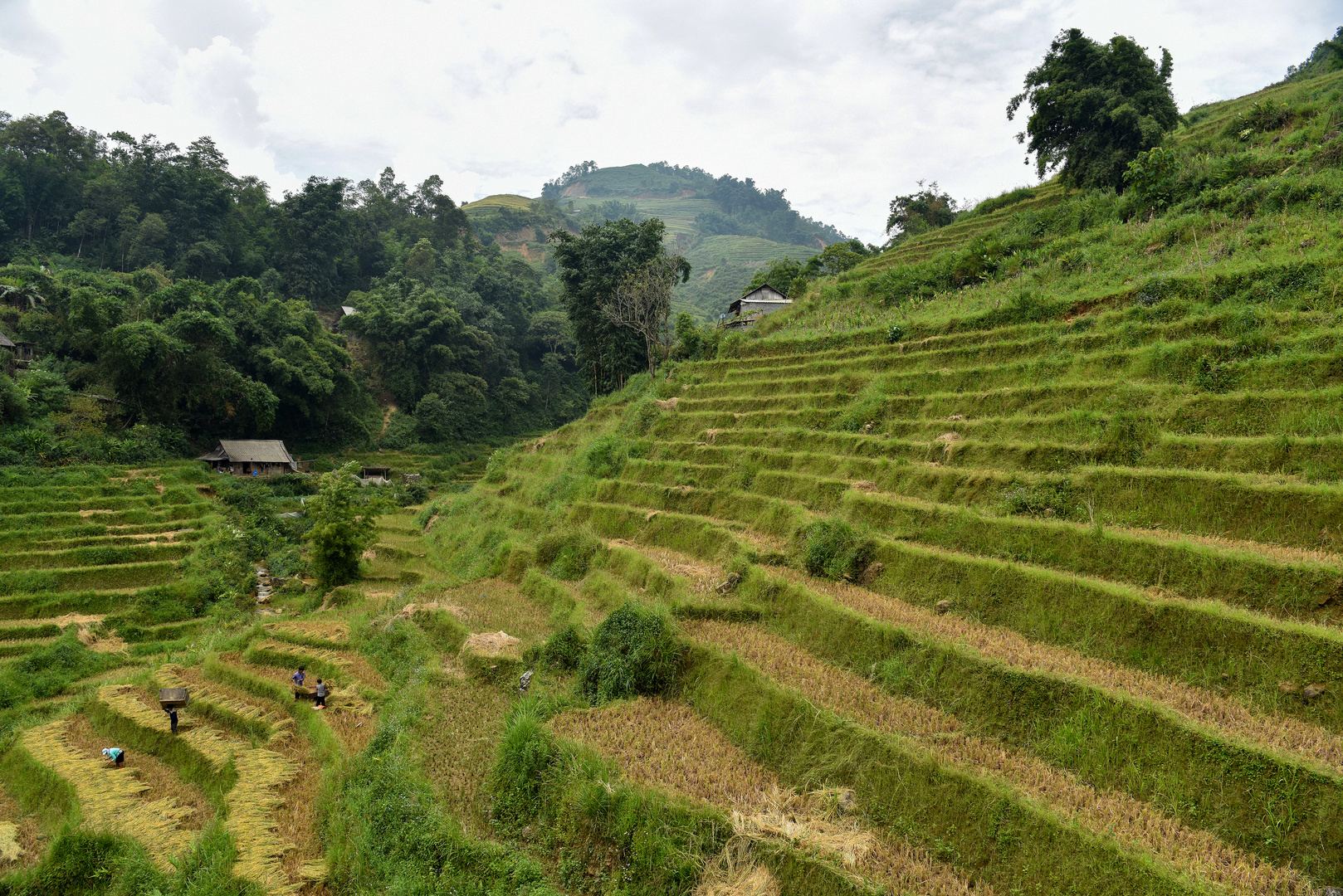 Reisterrassen bei Sapa 06