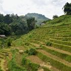 Reisterrassen bei Sapa 06