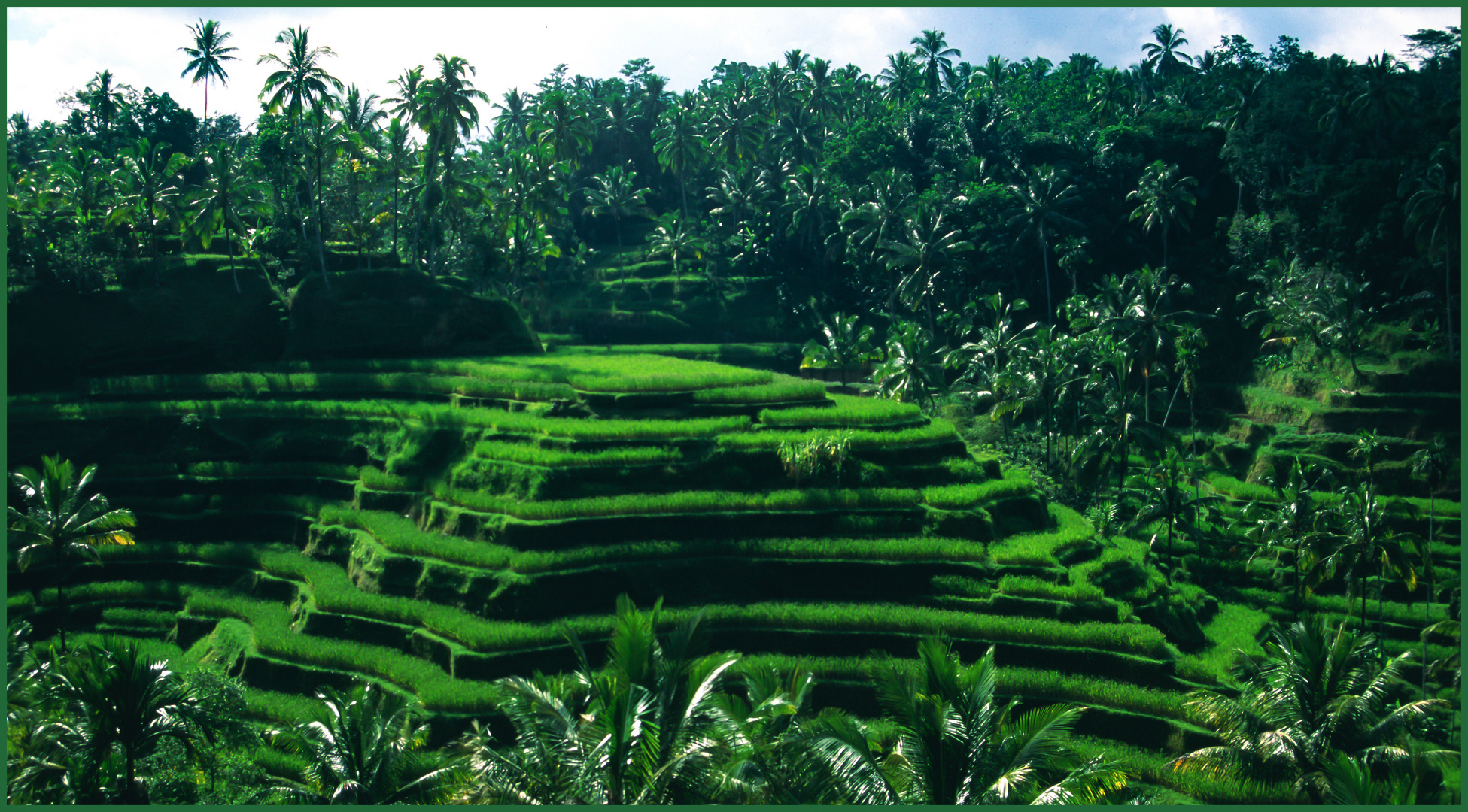 Reisterrassen bei Ubud auf Bali