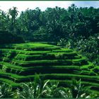 Reisterrassen bei Ubud auf Bali