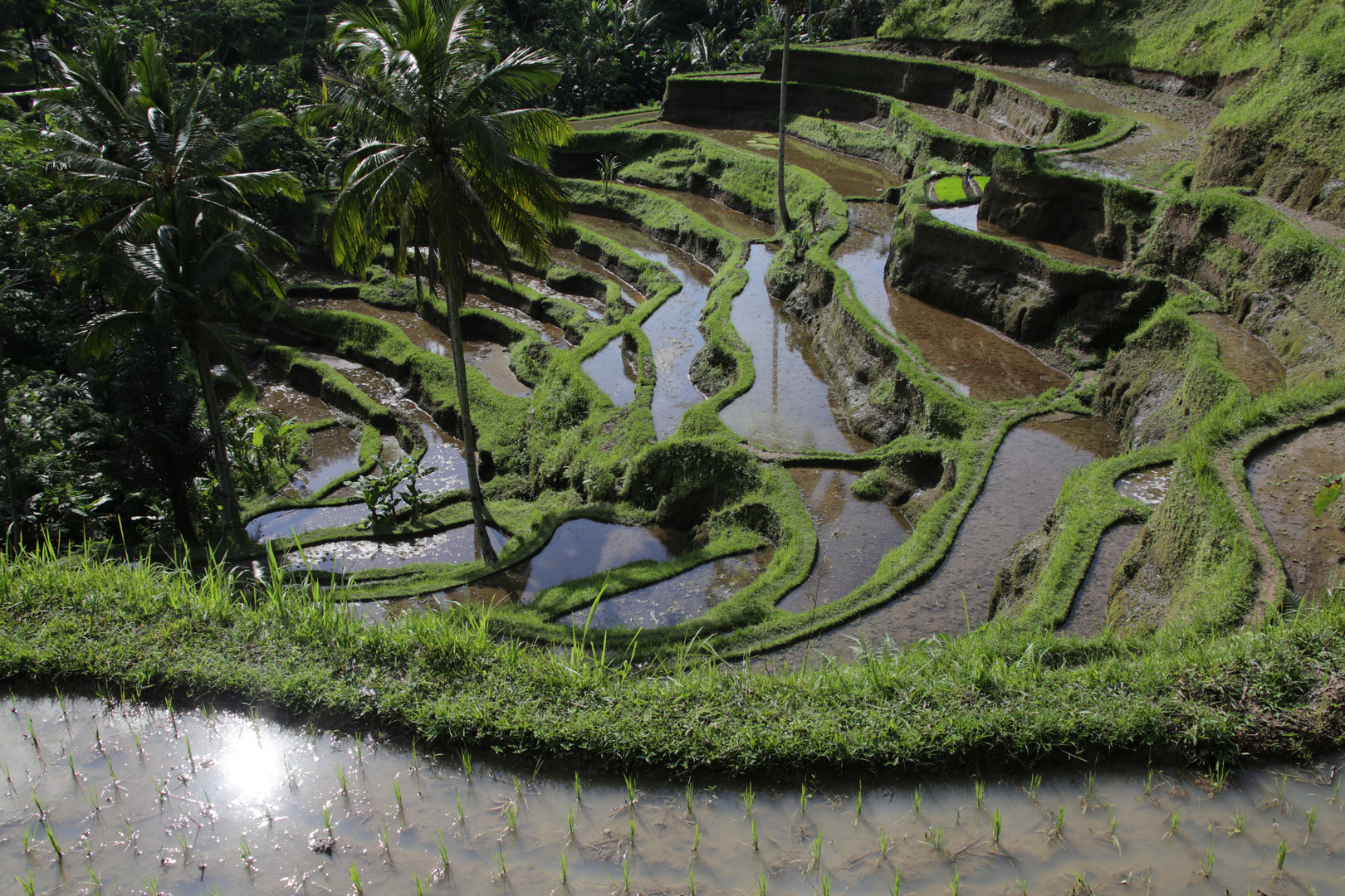 Reisterrassen bei Ubud