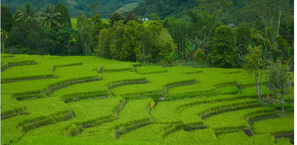 reisterrassen Detusoko-Flores Indonesien