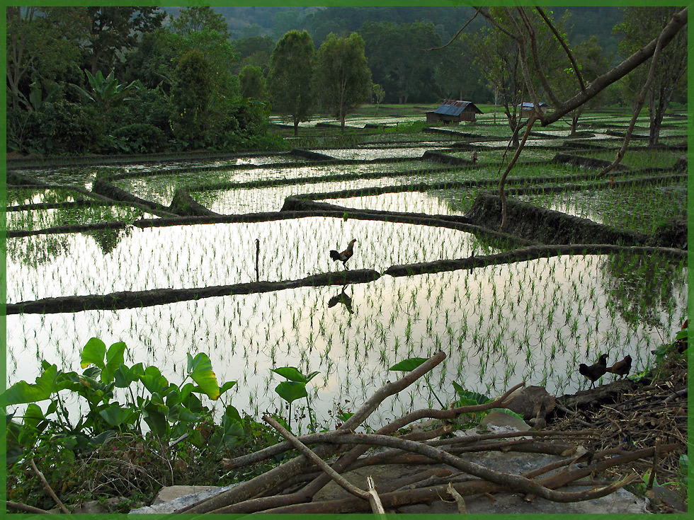 Reisterrassen Flores/Indonesien