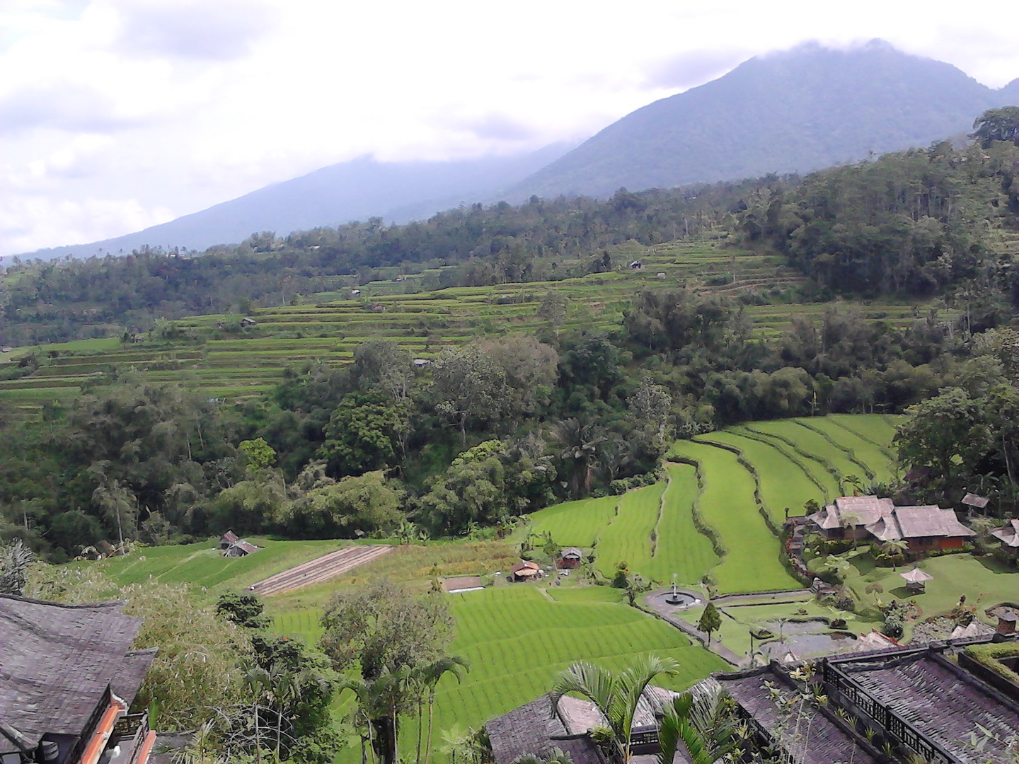 Reisterrassen in Bali