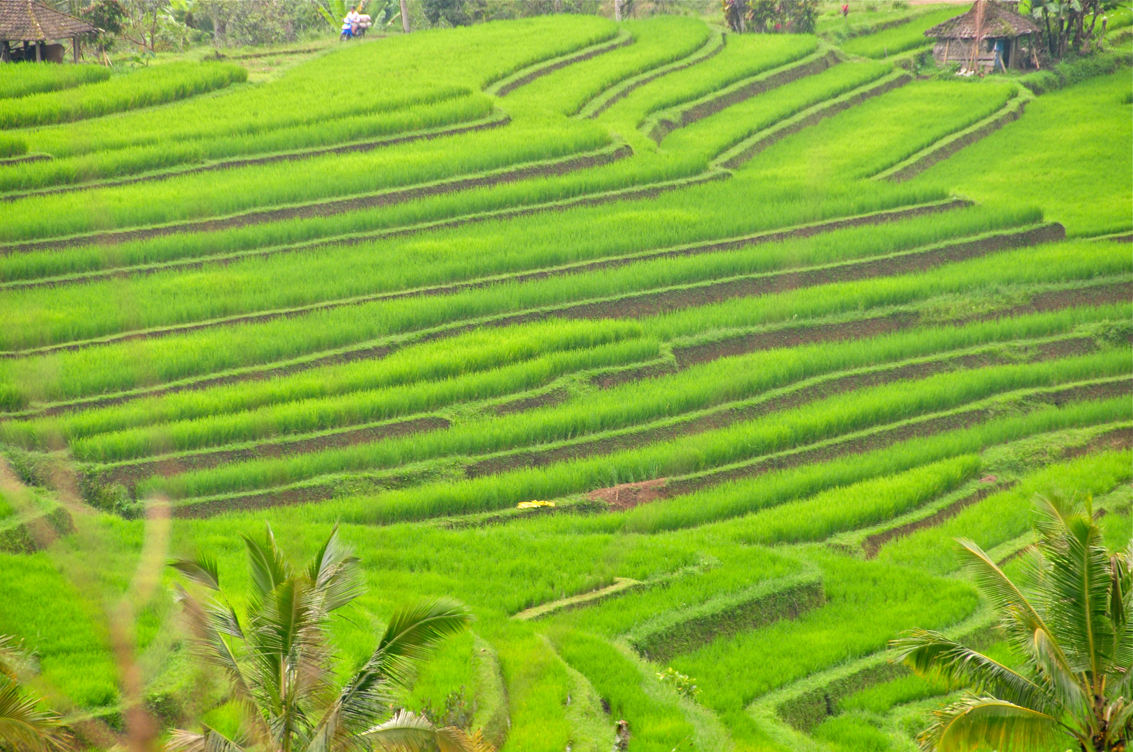 Reisterrassen in Bali I