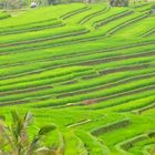 Reisterrassen in Bali I