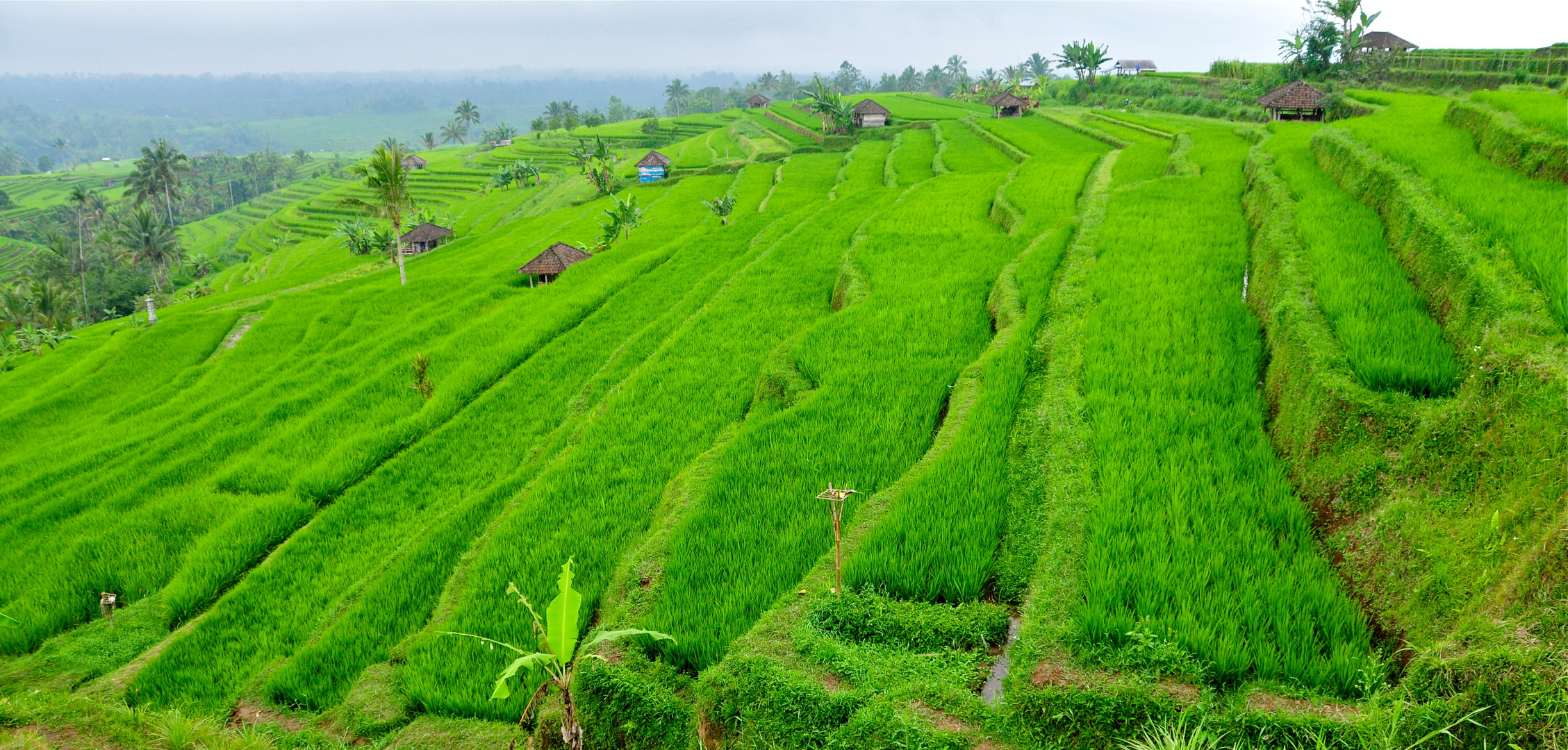 Reisterrassen in Bali III