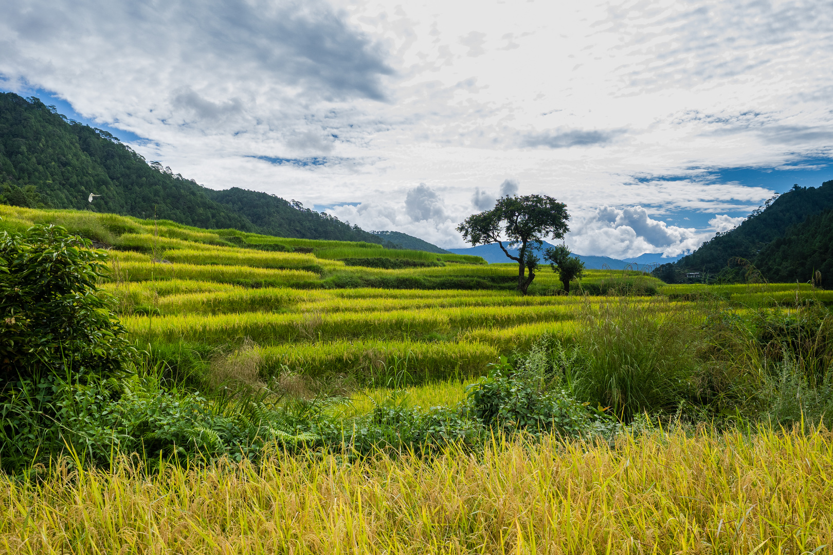 Reisterrassen in Bhutan