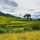 Reisterrassen in Bhutan