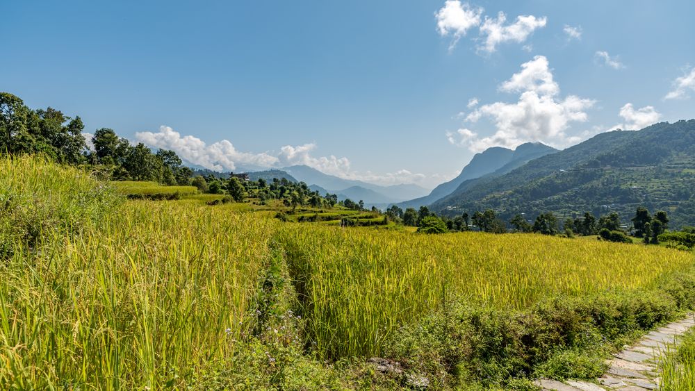 Reisterrassen in den Bergen der Annapurna Region