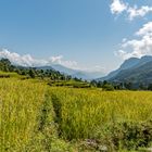 Reisterrassen in den Bergen der Annapurna Region