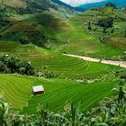 Reisterrassen in den Bergen von Nordvietnam