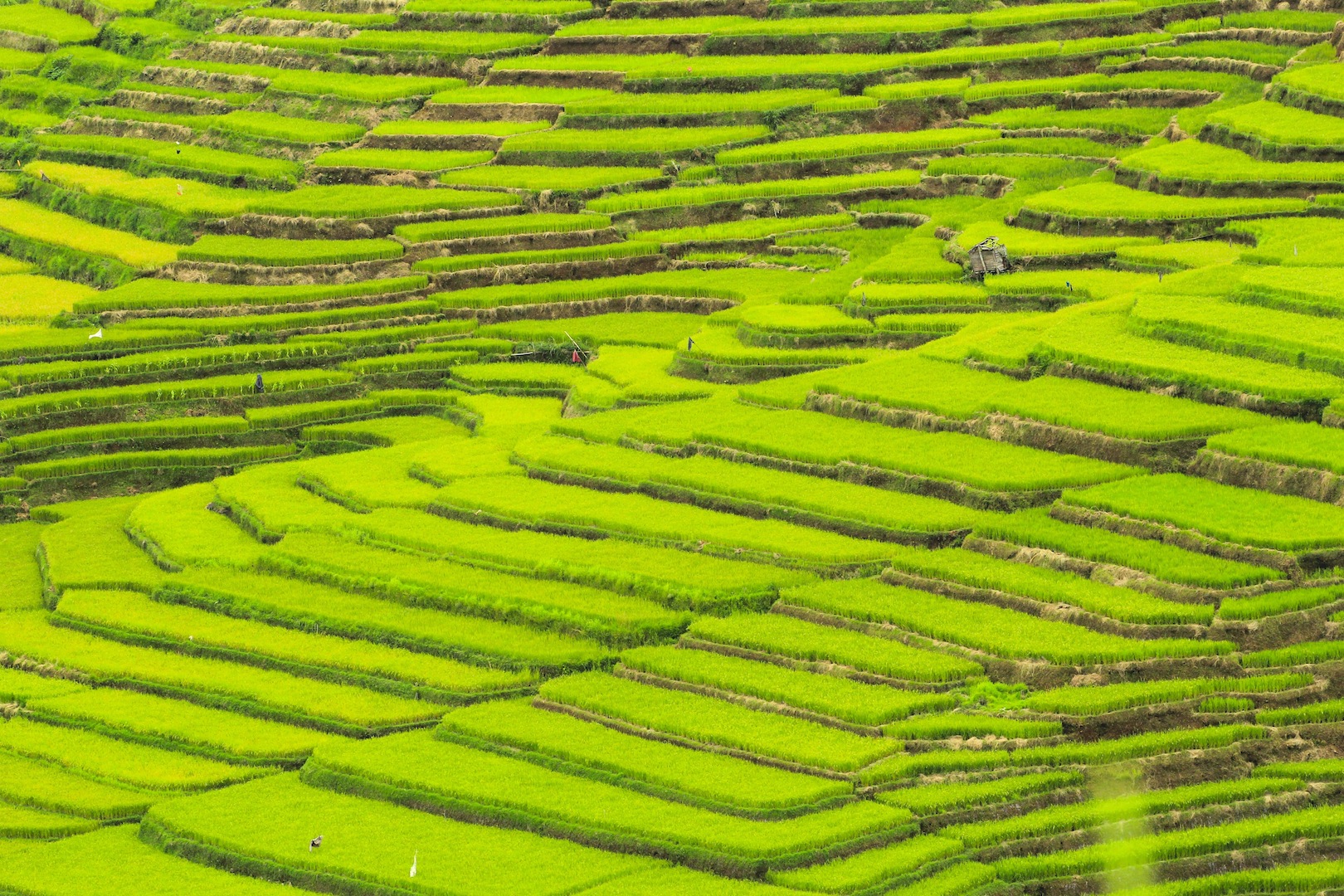 Reisterrassen in der Naeh von Ruteng Flores Indonesien