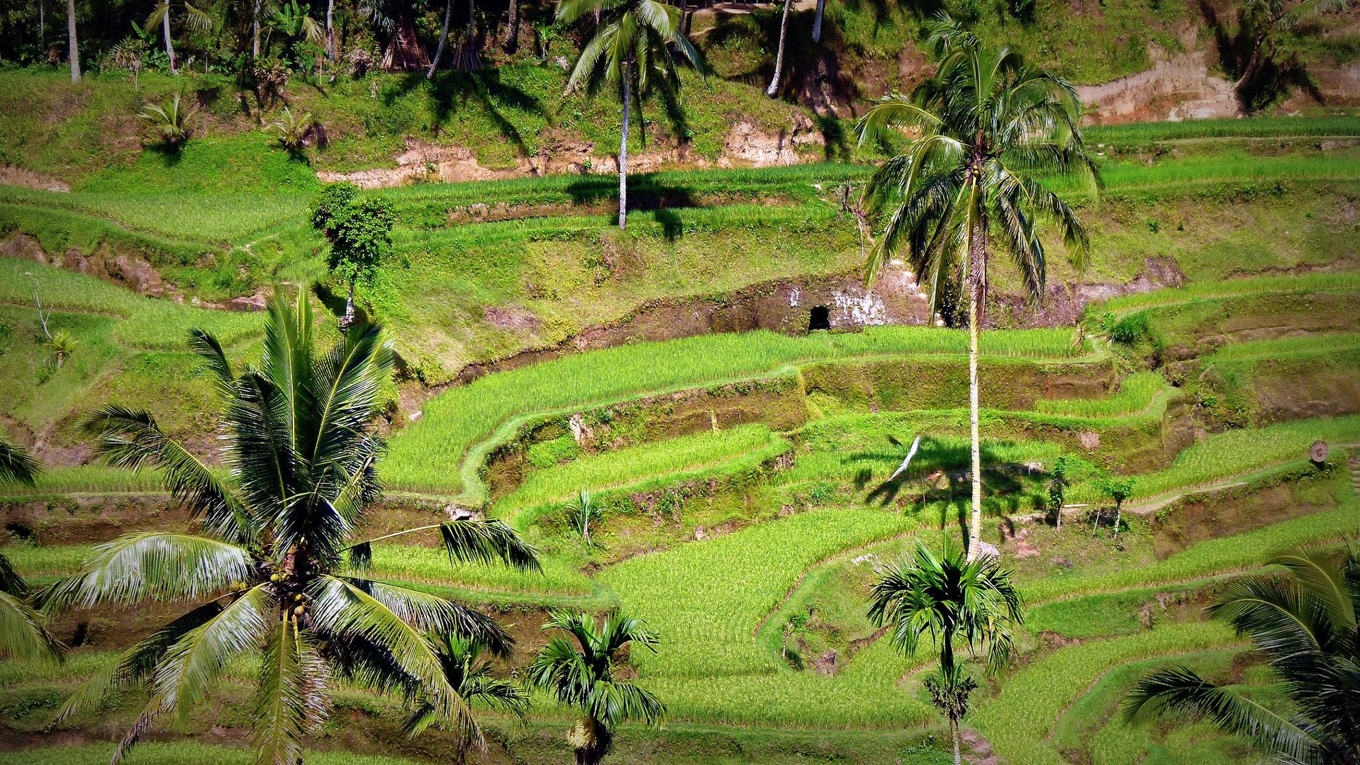Reisterrassen in Indonesien
