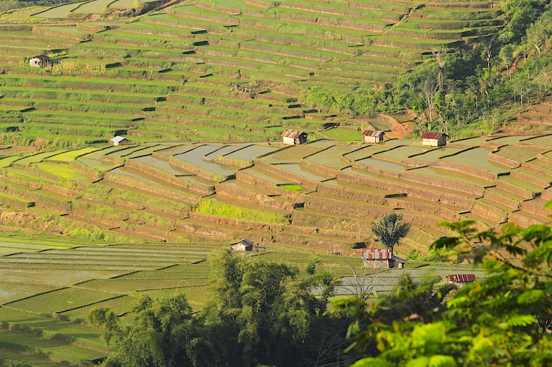 Reisterrassen in Manggarai Flores