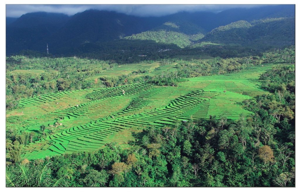 Reisterrassen in Manggarai Flores