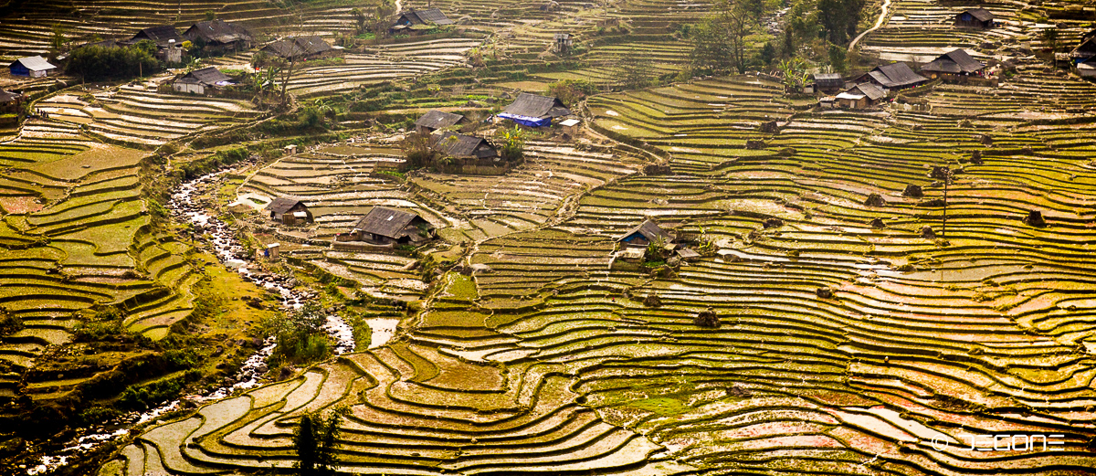 Reisterrassen in Nordvietnam