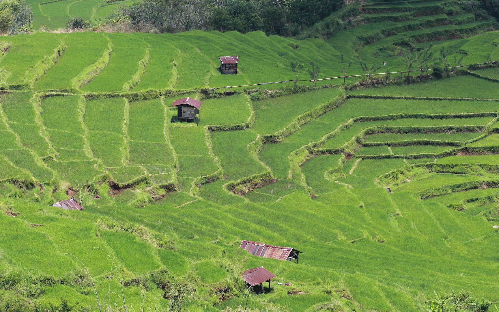 Reisterrassen in Ruteng insel Flores Indonesien