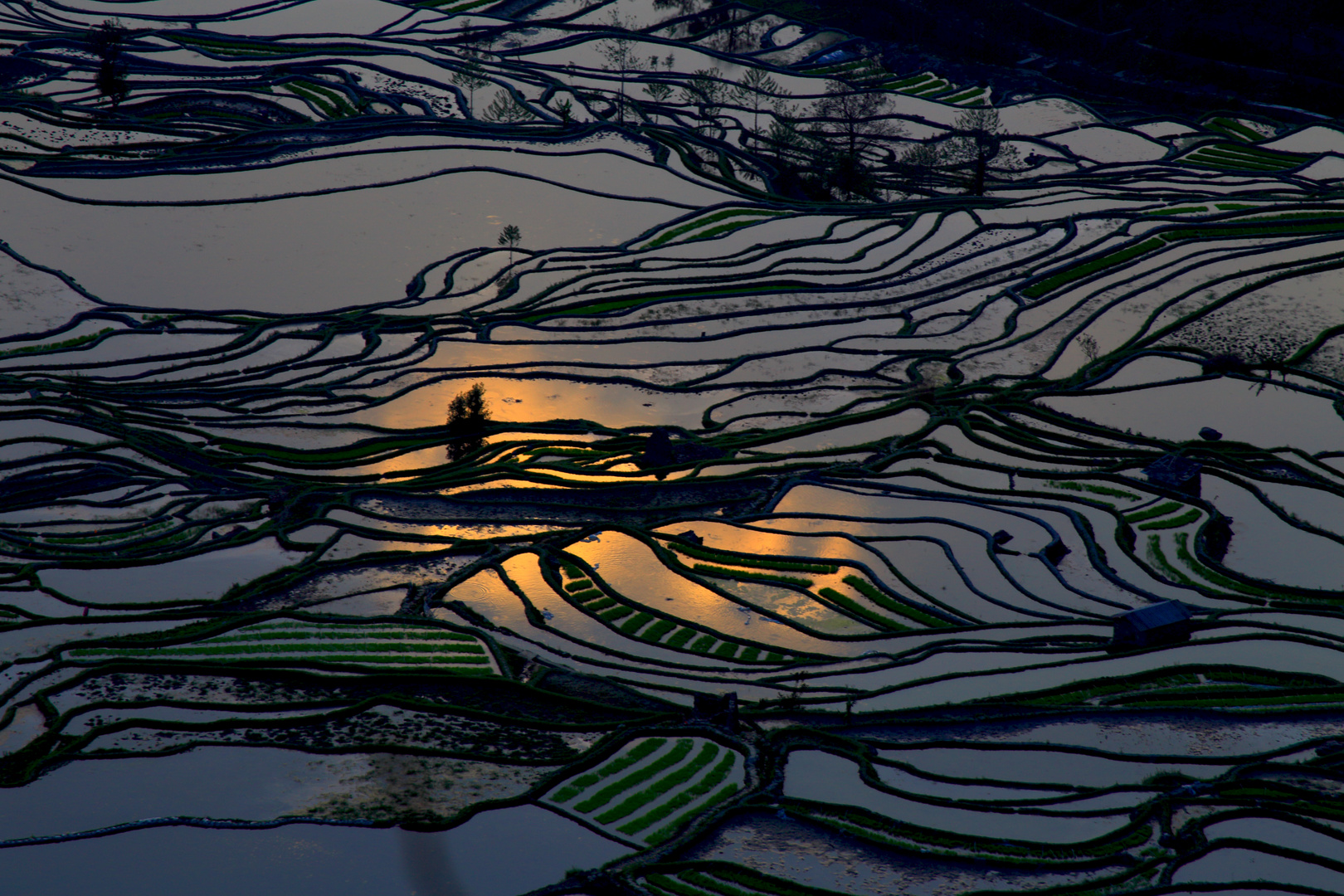 Reisterrassen in Ying Yang,Yunnan Provinz,China