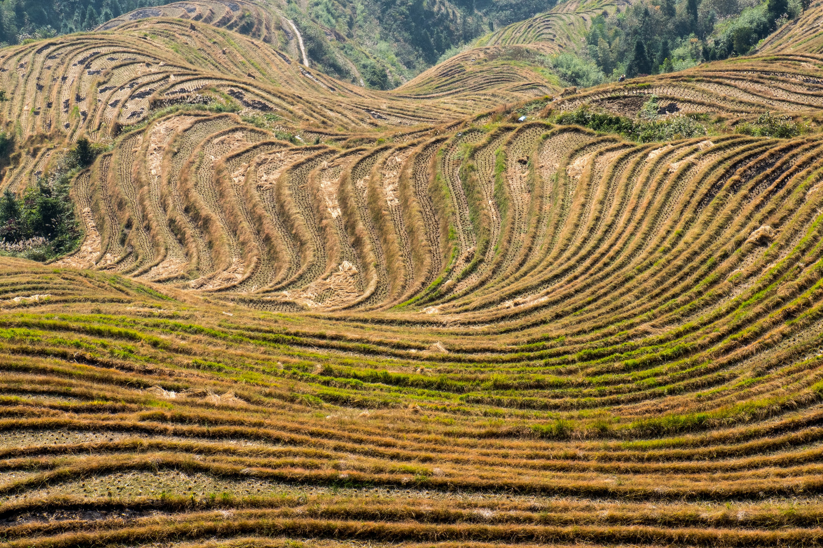 Reisterrassen Longsheng II