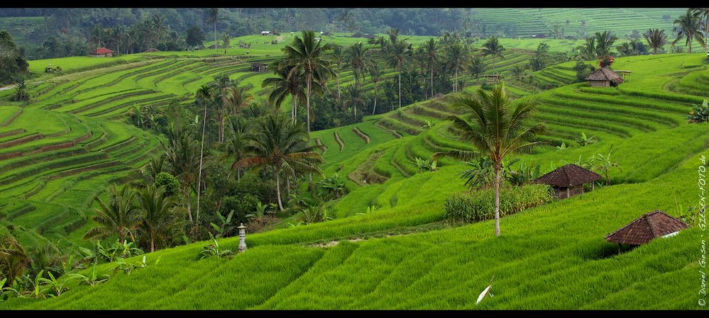 Reisterrassen von Bali, Indonesien 2012