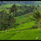 Reisterrassen von Bali, Indonesien 2012