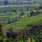 Reisterrassen von Bali, Indonesien