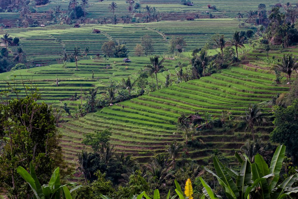 Reisterrassen von Bali, Indonesien