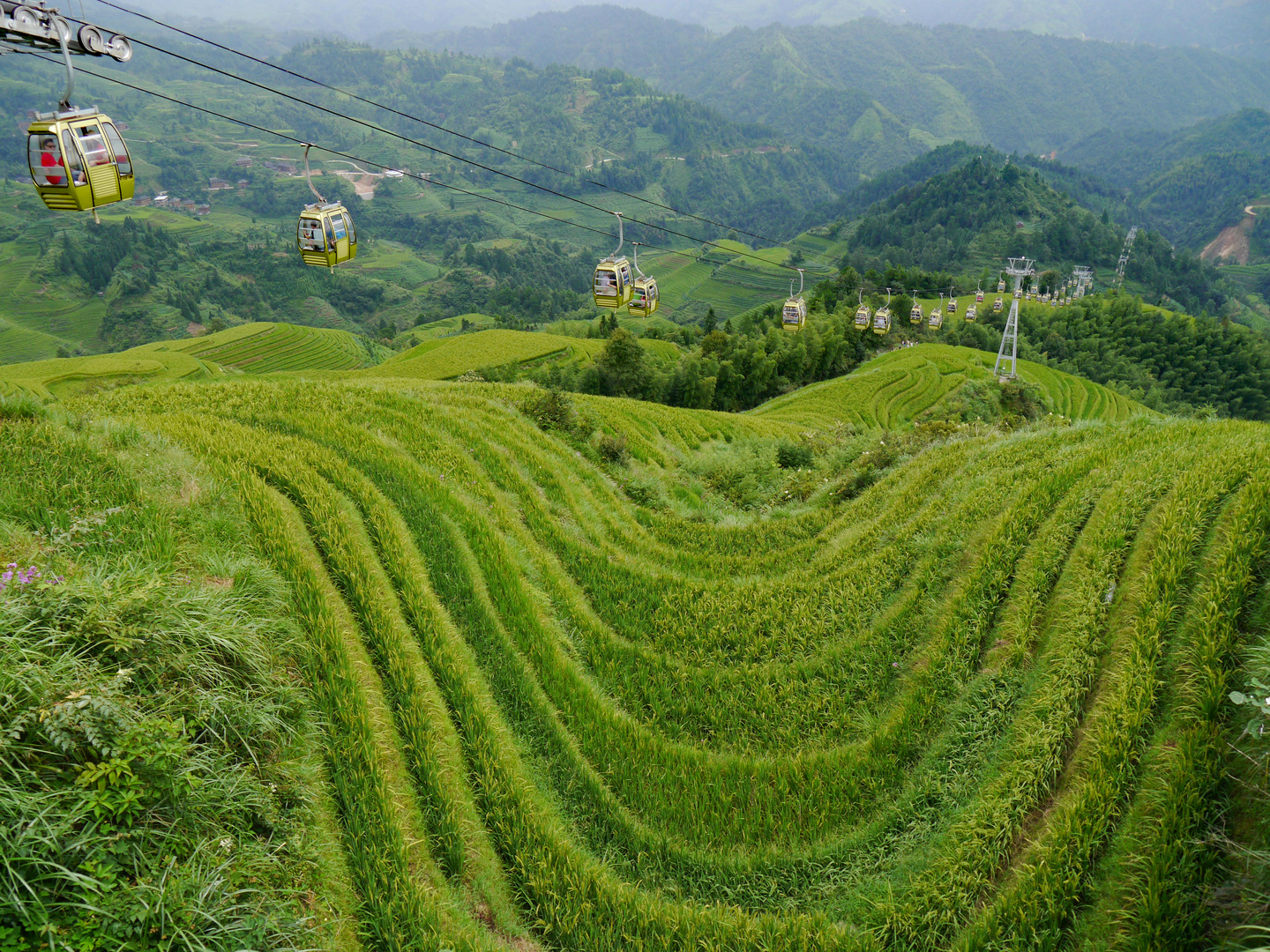 Reisterrassen von Longsheng