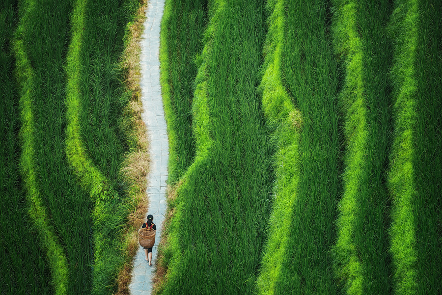 Reisterrassen von Longsheng