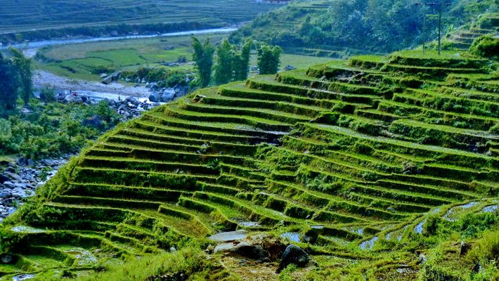 Reisterrassen von Sapa