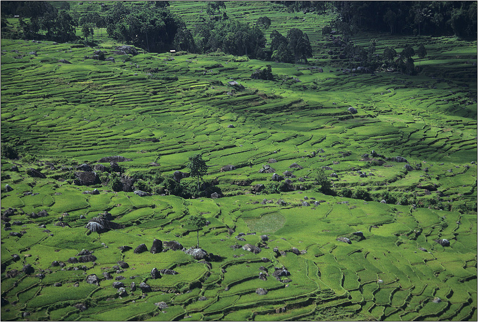 reisterrassenlandschaft