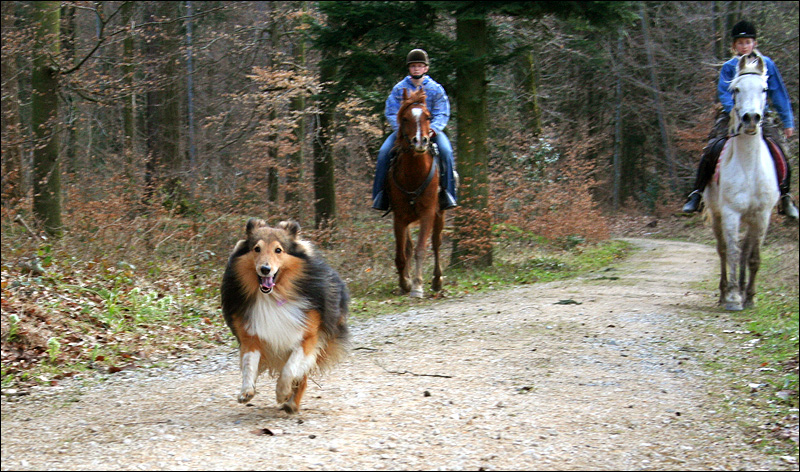 Reitbegleit-Sheltie