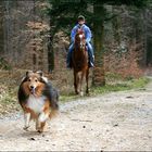 Reitbegleit-Sheltie