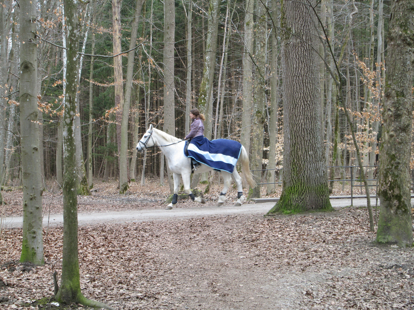 Reiten