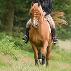 Reiten am Waldrand