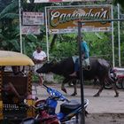 Reiten auf einem Wasserbüffel