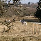 Reiten in den Streuobstwiesen....