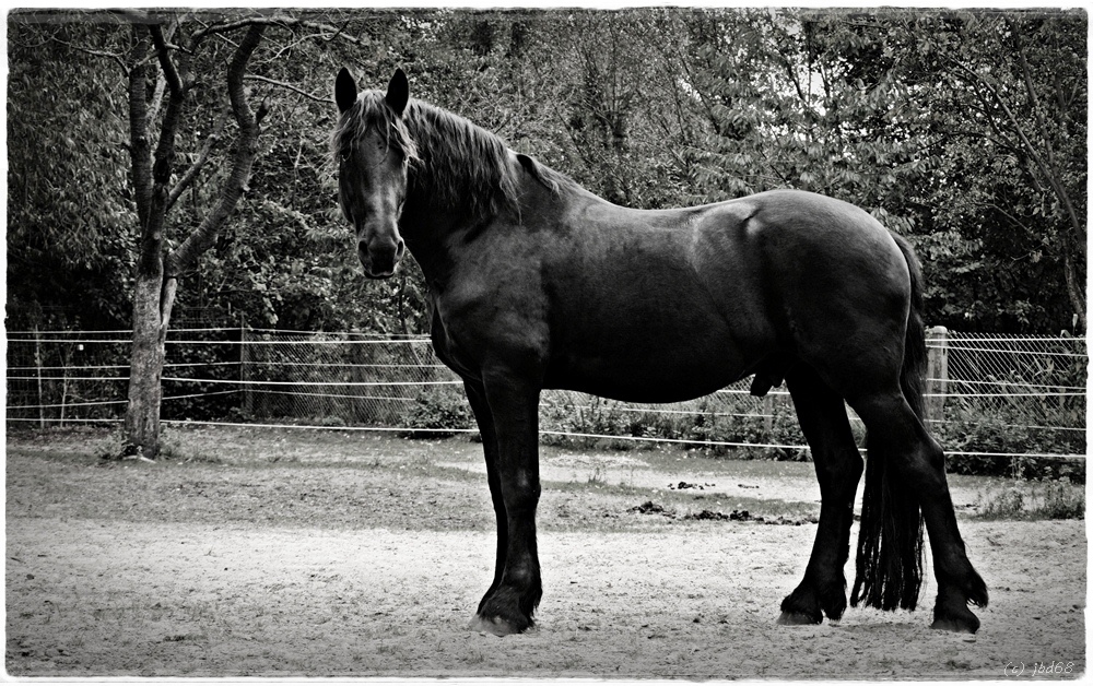 Reiten ist die Kunst, ein Pferd zwischen sich und dem Erdboden zu halten.